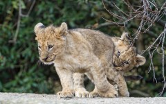 Desktop image. Animals. ID:54643