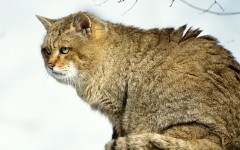 Desktop image. Animals. ID:41095