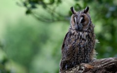 Desktop image. Animals. ID:54644