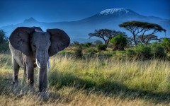 Desktop image. Animals. ID:54661