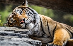 Desktop image. Animals. ID:54408