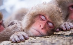 Desktop image. Animals. ID:54687