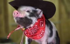 Desktop image. Animals. ID:54669