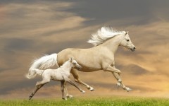 Desktop image. Animals. ID:54670