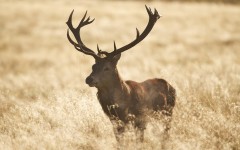 Desktop image. Animals. ID:54686