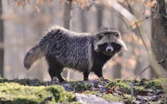 Desktop image. Animals. ID:54688