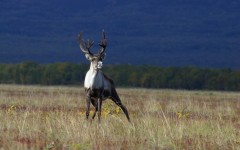 Desktop image. Animals. ID:54689