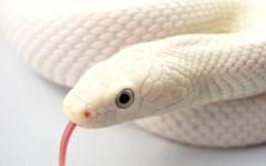 Desktop image. Animals. ID:54409