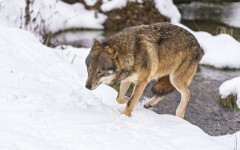 Desktop image. Animals. ID:54702
