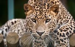 Desktop image. Animals. ID:54704