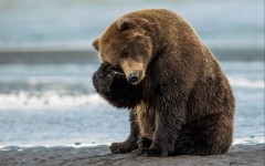 Desktop image. Animals. ID:54707