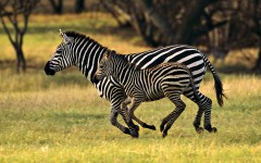 Desktop image. Animals. ID:35701