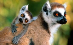 Desktop image. Animals. ID:35702