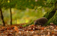 Desktop image. Animals. ID:54708