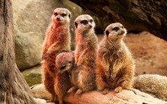 Desktop image. Animals. ID:54709