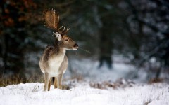 Desktop image. Animals. ID:54859