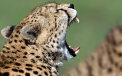 Desktop image. Animals. ID:35706
