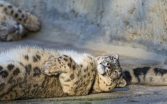 Desktop image. Animals. ID:54861