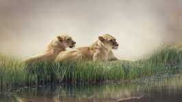 Desktop image. Animals. ID:96544