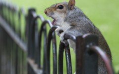 Desktop image. Animals. ID:54883