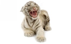 Desktop image. Animals. ID:35710
