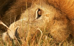Desktop image. Animals. ID:35711