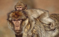 Desktop image. Animals. ID:35712