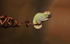 Desktop image. Animals. ID:35713