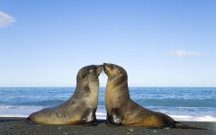 Desktop image. Animals. ID:35714