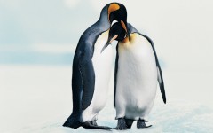 Desktop image. Animals. ID:35715