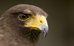 Desktop image. Animals. ID:35716