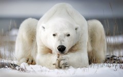 Desktop image. Animals. ID:54913
