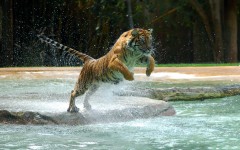 Desktop image. Animals. ID:35718