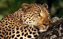 Desktop image. Animals. ID:35719