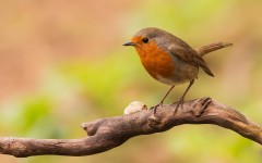 Desktop image. Animals. ID:54917