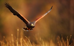 Desktop image. Animals. ID:54695