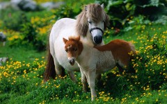 Desktop image. Animals. ID:35725
