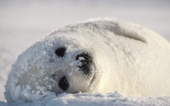 Desktop image. Animals. ID:35726