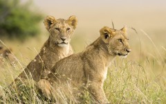 Desktop image. Animals. ID:35727