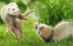 Desktop image. Animals. ID:35728