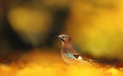Desktop image. Animals. ID:54699