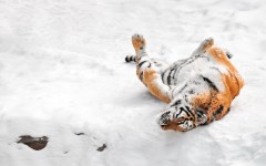 Desktop image. Animals. ID:54920