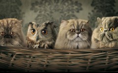 Desktop image. Animals. ID:35732