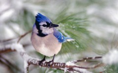 Desktop image. Animals. ID:35734