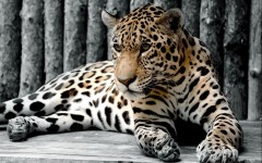 Desktop image. Animals. ID:54922