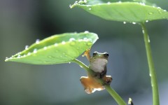 Desktop image. Animals. ID:35736
