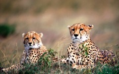 Desktop image. Animals. ID:35737