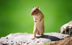 Desktop image. Animals. ID:55026