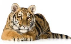 Desktop image. Animals. ID:35740