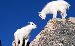 Desktop image. Animals. ID:35741